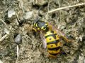 Vespula germanica